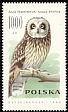 Short-eared Owl Asio flammeus  1990 Owls 