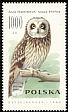 Short-eared Owl Asio flammeus