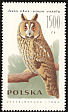 Long-eared Owl Asio otus  1990 Owls 