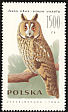 Long-eared Owl Asio otus