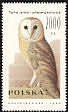 Western Barn Owl Tyto alba  1990 Owls 