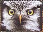 Northern Hawk-Owl Surnia ulula  2017 Owls Sheet