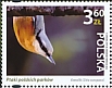Eurasian Nuthatch Sitta europaea  2022 Birds of Polish parks 