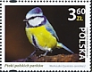 Eurasian Blue Tit Cyanistes caeruleus  2022 Birds of Polish parks 