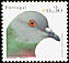 Rock Dove Columba livia  2003 Birds of Portugal 