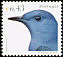 Blue Rock Thrush Monticola solitarius  2003 Birds of Portugal 