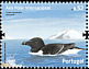 Razorbill Alca torda  2008 International polar year 