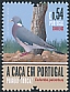 Common Wood Pigeon Columba palumbus  2021 Hunting in Portugal 
