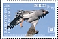 Pale Chanting Goshawk Melierax canorus  2018 Birds of prey White frames
