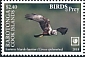 Eastern Marsh Harrier Circus spilonotus  2018 Birds of prey White frames