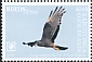Long-winged Harrier Circus buffoni  2018 Birds of prey White frames