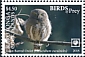 Asian Barred Owlet Glaucidium cuculoides  2018 Birds of prey White frames