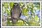 White-browed Owl Athene superciliaris  2018 Birds of prey White frames