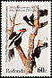Ivory-billed Woodpecker Campephilus principalis  1985 Audubon 