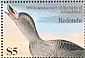Labrador Duck Camptorhynchus labradorius †  1986 Audubon  MS