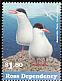 Antarctic Tern Sterna vittata