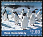 Adelie Penguin Pygoscelis adeliae