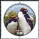Macaroni Penguin Eudyptes chrysolophus  2014 Penguins of Antarctica 