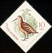 Eurasian Woodcock Scolopax rusticola  1965 Migratory birds 