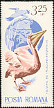 Great White Pelican Pelecanus onocrotalus  1965 Migratory birds 