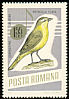 Western Yellow Wagtail Motacilla flava  1966 Song birds 