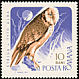 Western Barn Owl Tyto alba  1967 Birds of prey 