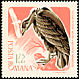 Cinereous Vulture Aegypius monachus  1967 Birds of prey 