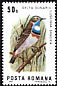 Bluethroat Luscinia svecica  1983 Birds of the Danube Delta 