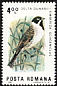 Common Reed Bunting Emberiza schoeniclus  1983 Birds of the Danube Delta 