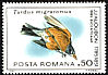American Robin Turdus migratorius  1985 Audubon 