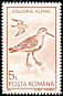 Dunlin Calidris alpina  1991 Water birds 