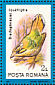 Scaly Ground Roller Geobiastes squamiger  1991 Birds Sheet