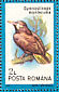 Montezuma Oropendola Psarocolius montezuma  1991 Birds Sheet
