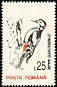 Great Spotted Woodpecker Dendrocopos major  1993 Birds No wmk