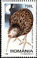 Southern Brown Kiwi Apteryx australis  1998 Night birds 