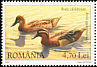 Garganey Spatula querquedula  2007 Wild ducks and geese 