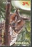 Long-eared Owl Asio otus  2013 Owls 