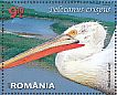 Dalmatian Pelican Pelecanus crispus  2015 Pelicans  MS