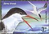 Common Tern Sterna hirundo  2015 Waterbirds 