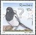 Eurasian Magpie Pica pica  2017 Intelligent birds 