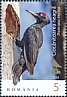 Black Woodpecker Dryocopus martius  2018 Birds records 