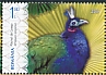 Congo Peafowl Afropavo congensis
