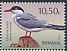 Common Tern Sterna hirundo  2021 Delta of Moldova 