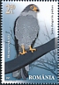Barred Forest Falcon Micrastur ruficollis