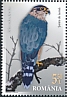 Merlin Falco columbarius  2021 Falcons 