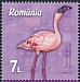 Lesser Flamingo Phoeniconaias minor  2021 Flamingo 