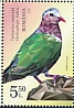 Common Emerald Dove Chalcophaps indica  2021 Exotic pigeons 