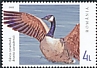 Canada Goose Branta canadensis