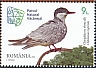 Whiskered Tern Chlidonias hybrida  2023 Vakaresti natural park 4v set