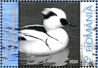 Smew Mergellus albellus